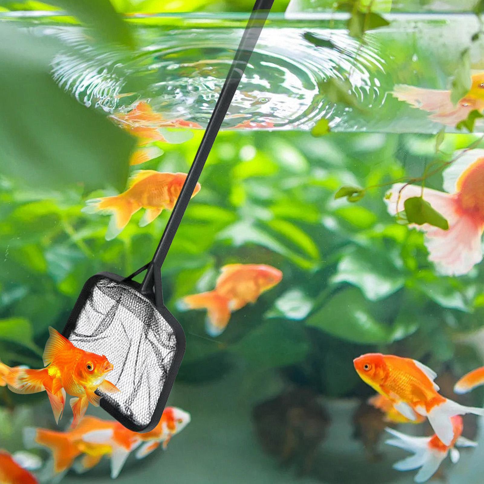 شبكات تنظيف حمامات السباحة، شب - مراجعة Aquarium Marine وسعره